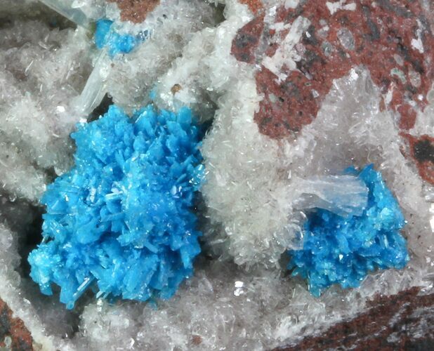 Vibrant Blue Cavansite Clusters on Stilbite - India #67792